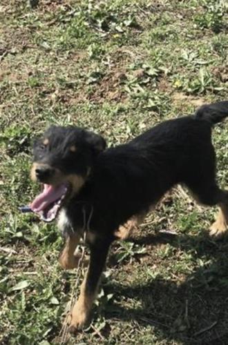 terrier