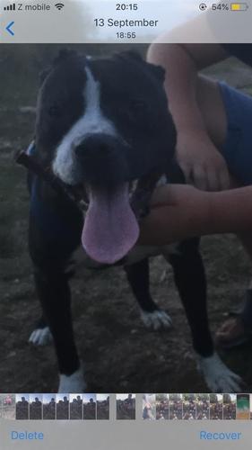 Pit bull