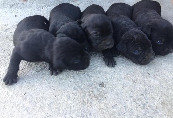Cane Corso