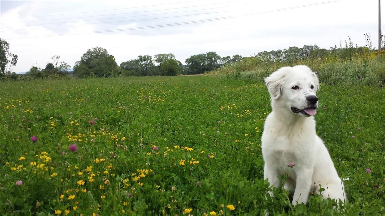 Llabrador
