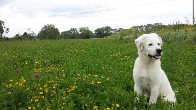 Llabrador
