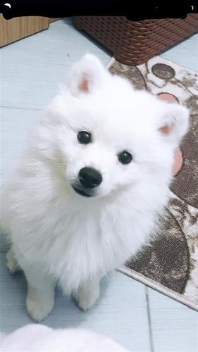 German Spitz