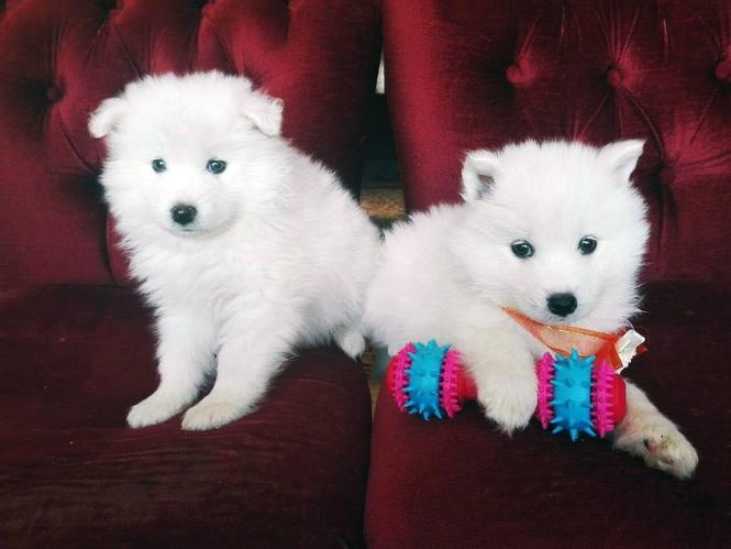 Samoyed
