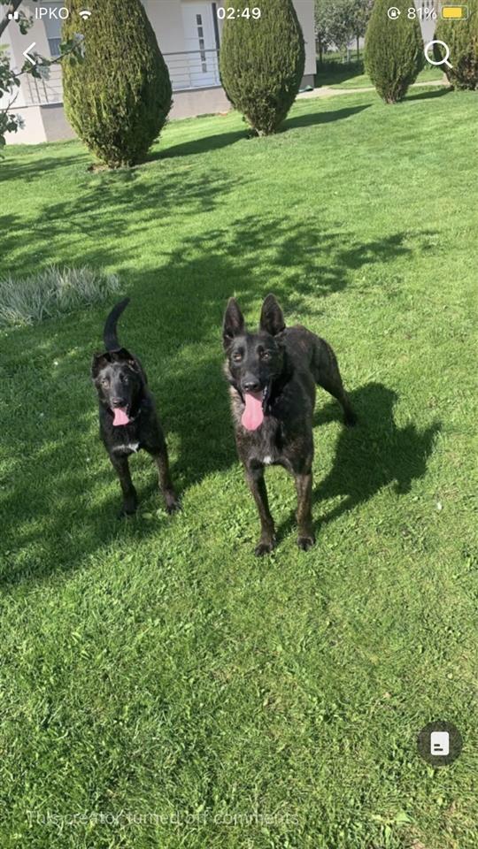 Dutchshepherd