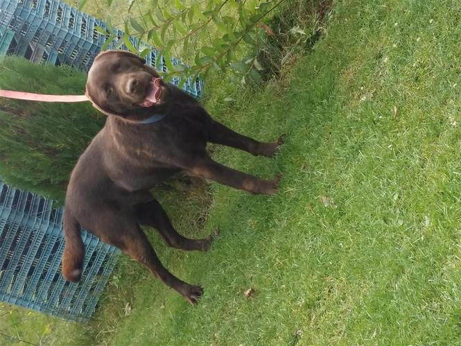 Llabrador