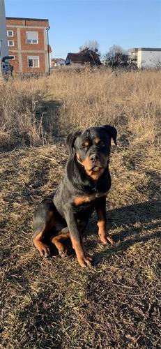 Rottweiler Mashkull