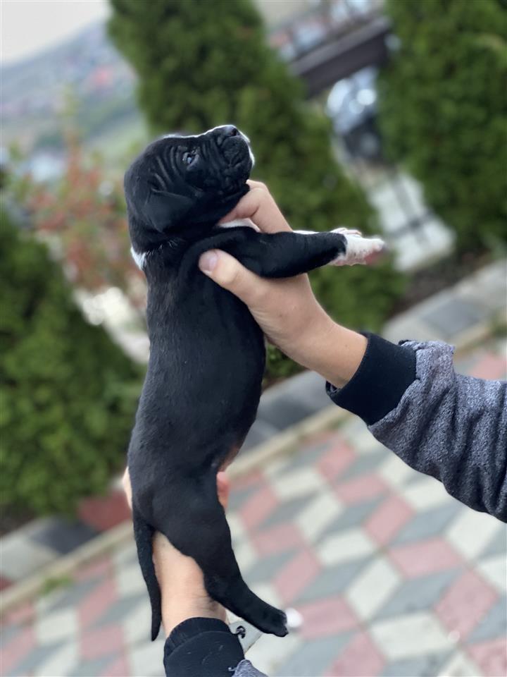 PITBULL-APBT-100-