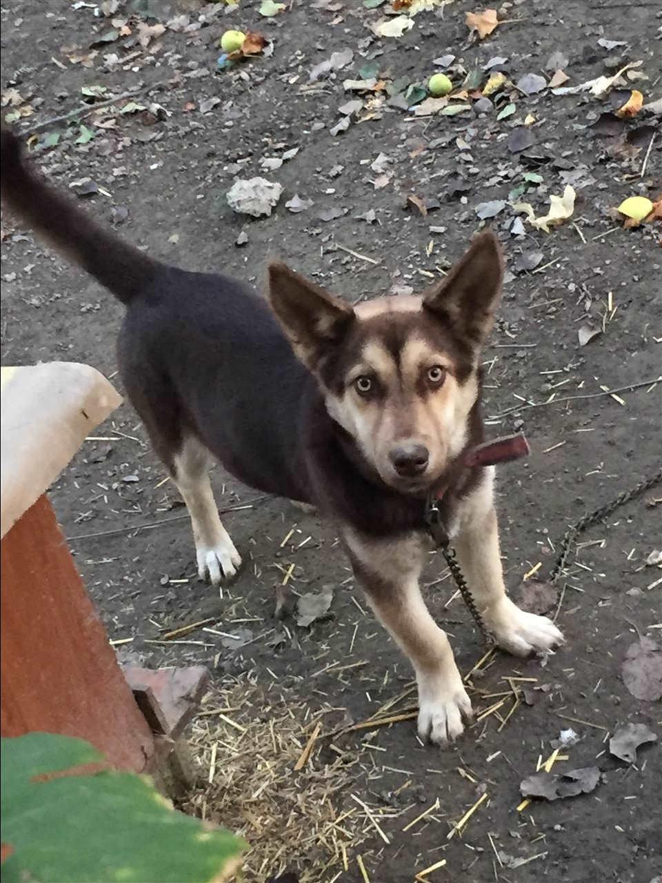 Haski