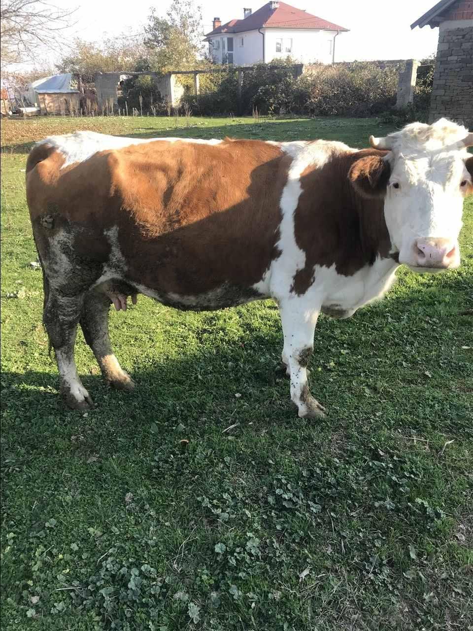 Shitet-lopa