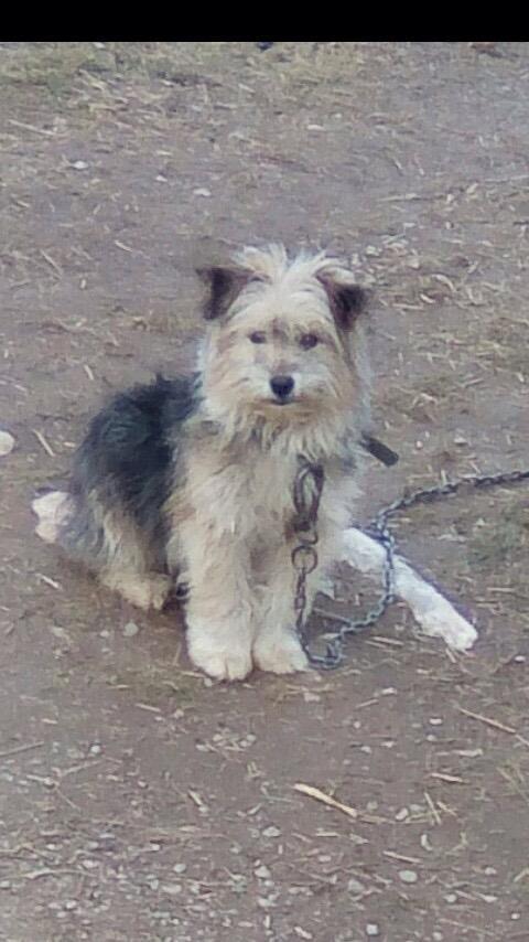 Bubi