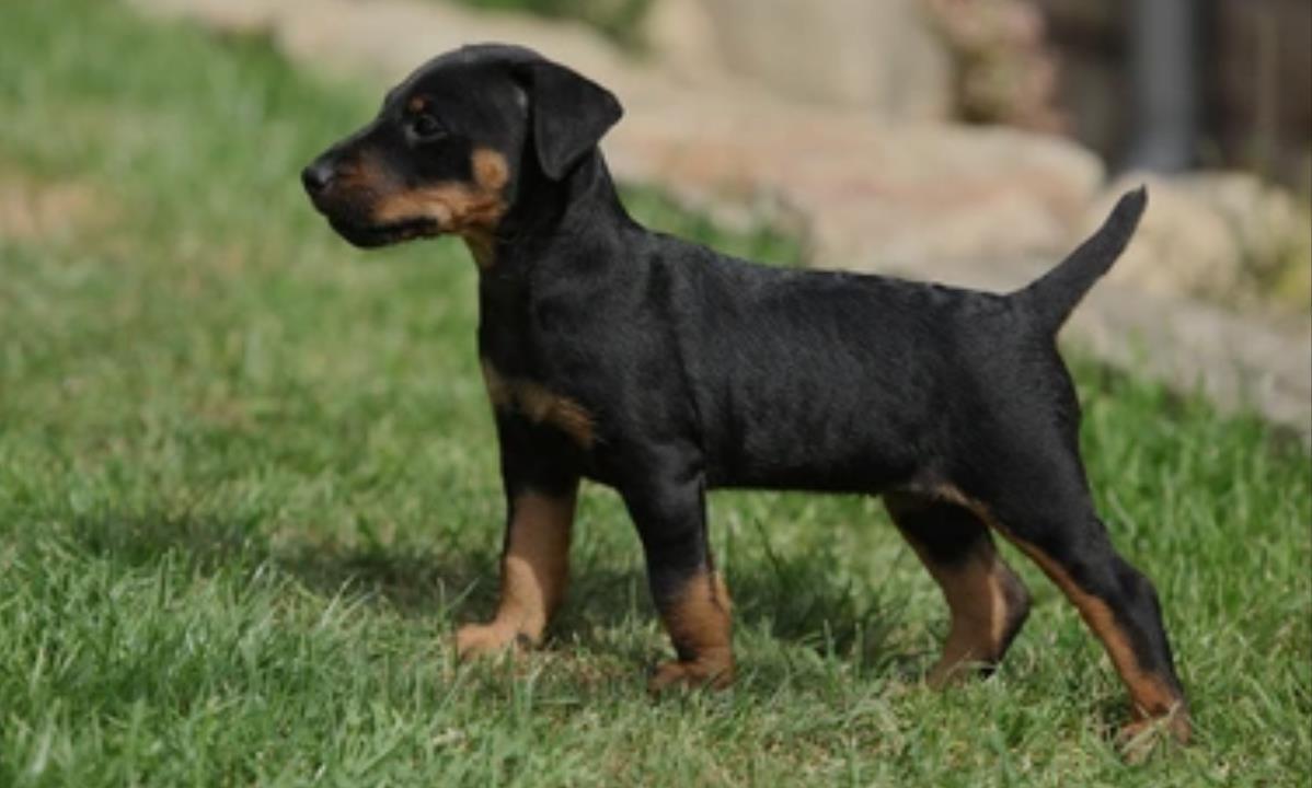 Terrier