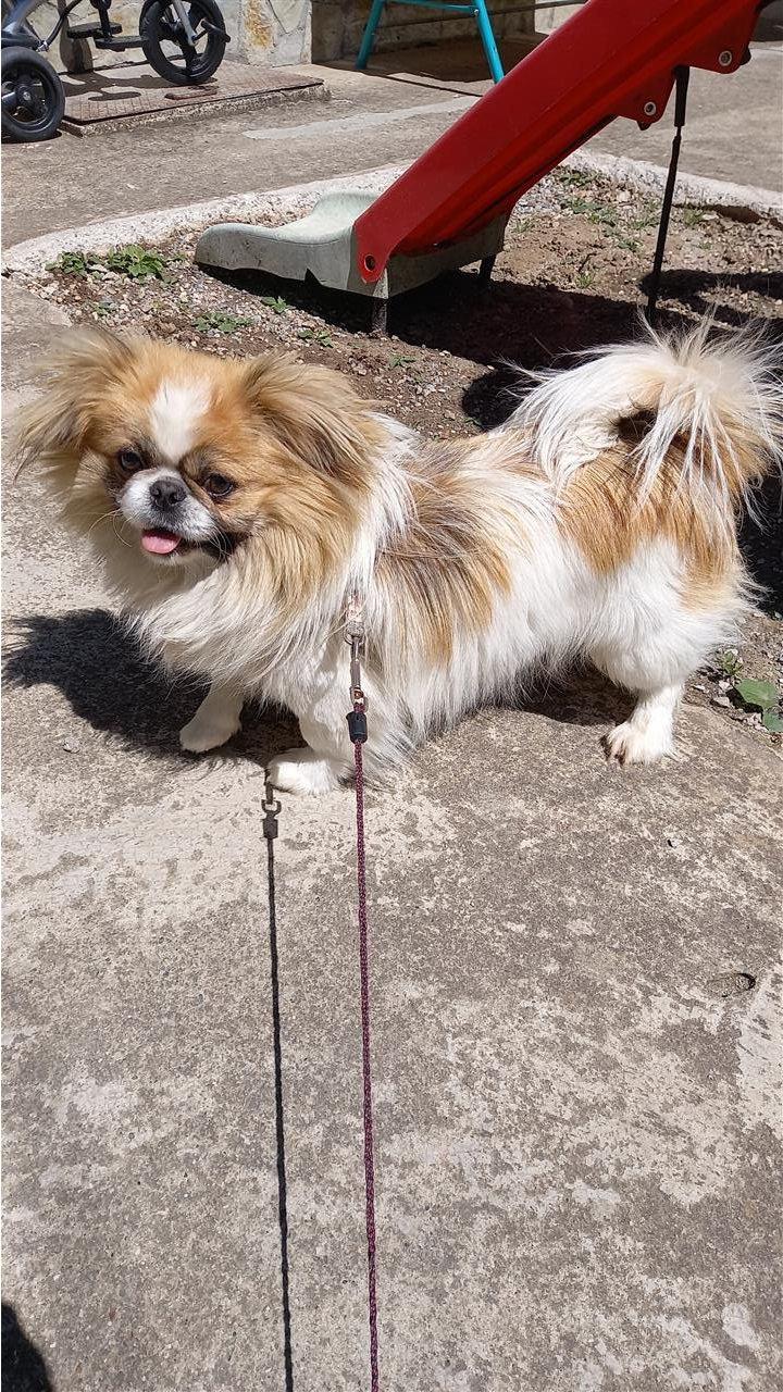 Pikinez