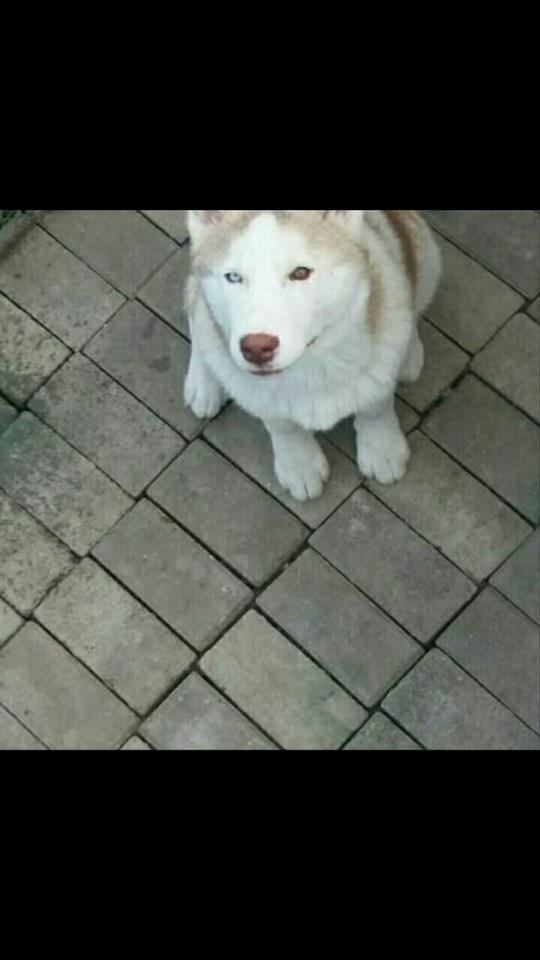 SHITET-HASKI