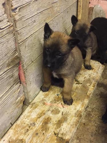 Belgian malinois 