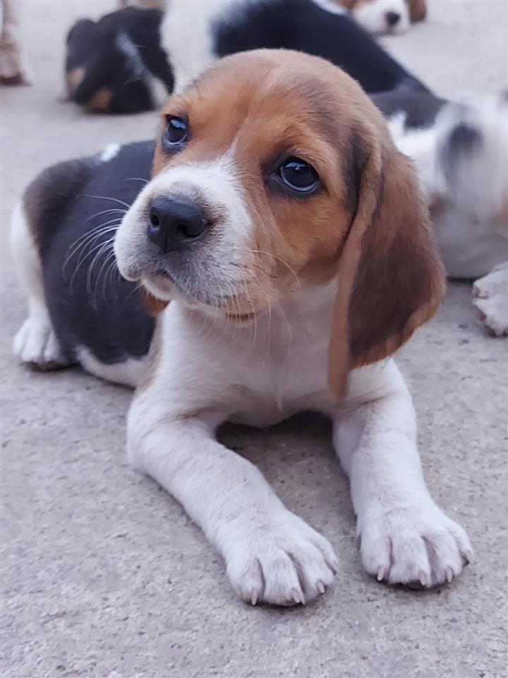 Beagle