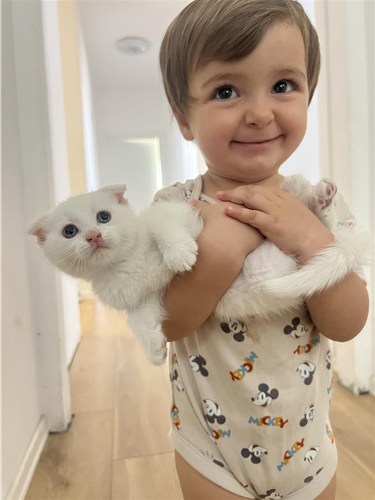 scottish fold