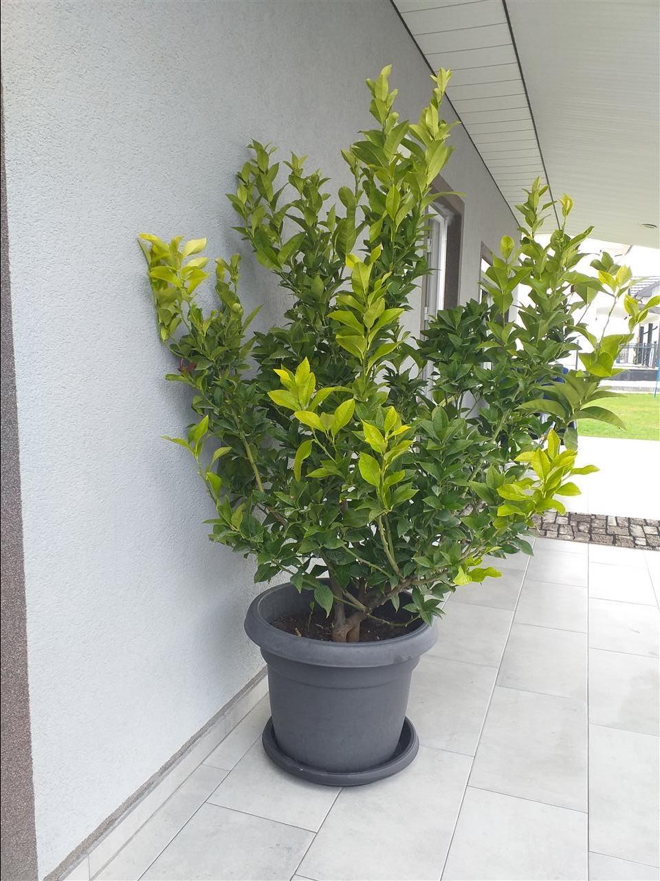 Limon