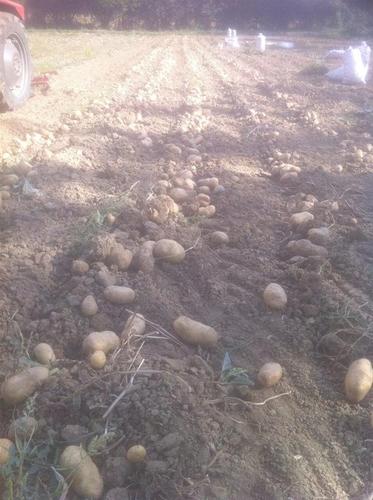 patate