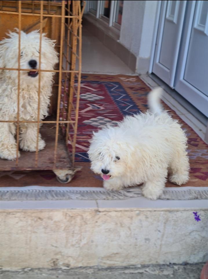 Bichon-frise