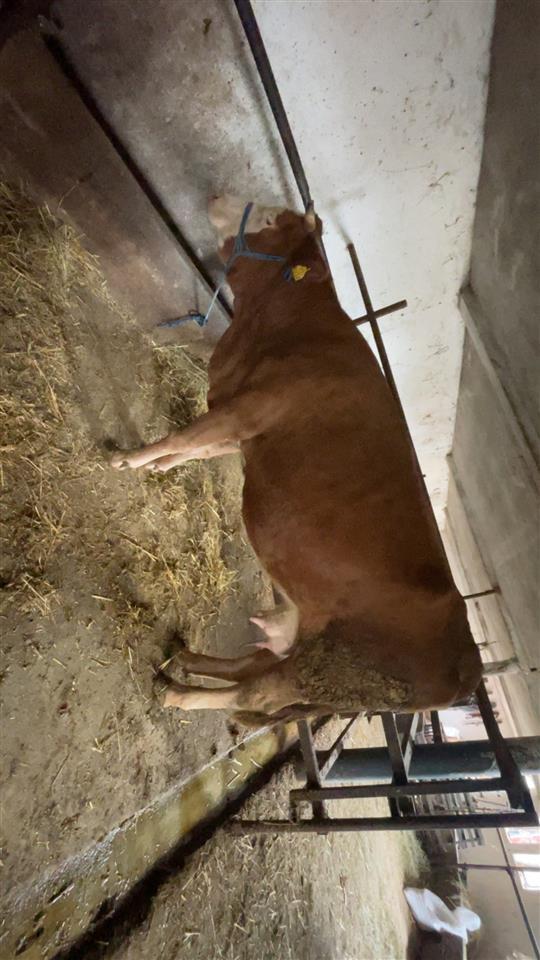Shitet-lopa-bars-8-muj
