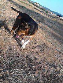 pitbull