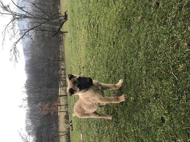 Malinois Belg