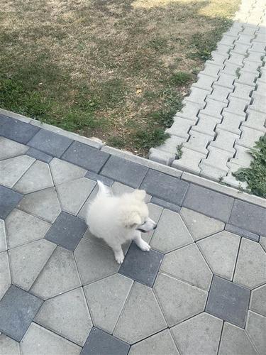 Shitet qeni mini spic german