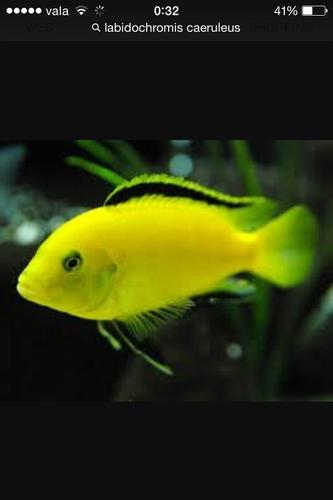 Shes peshqi cichlid