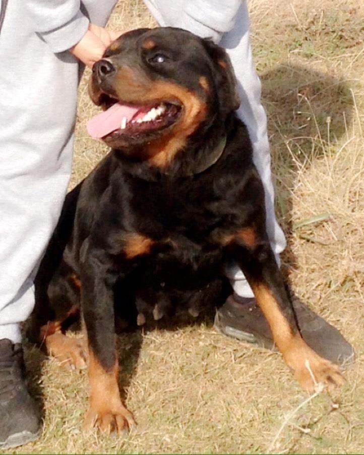 Rottweiler-