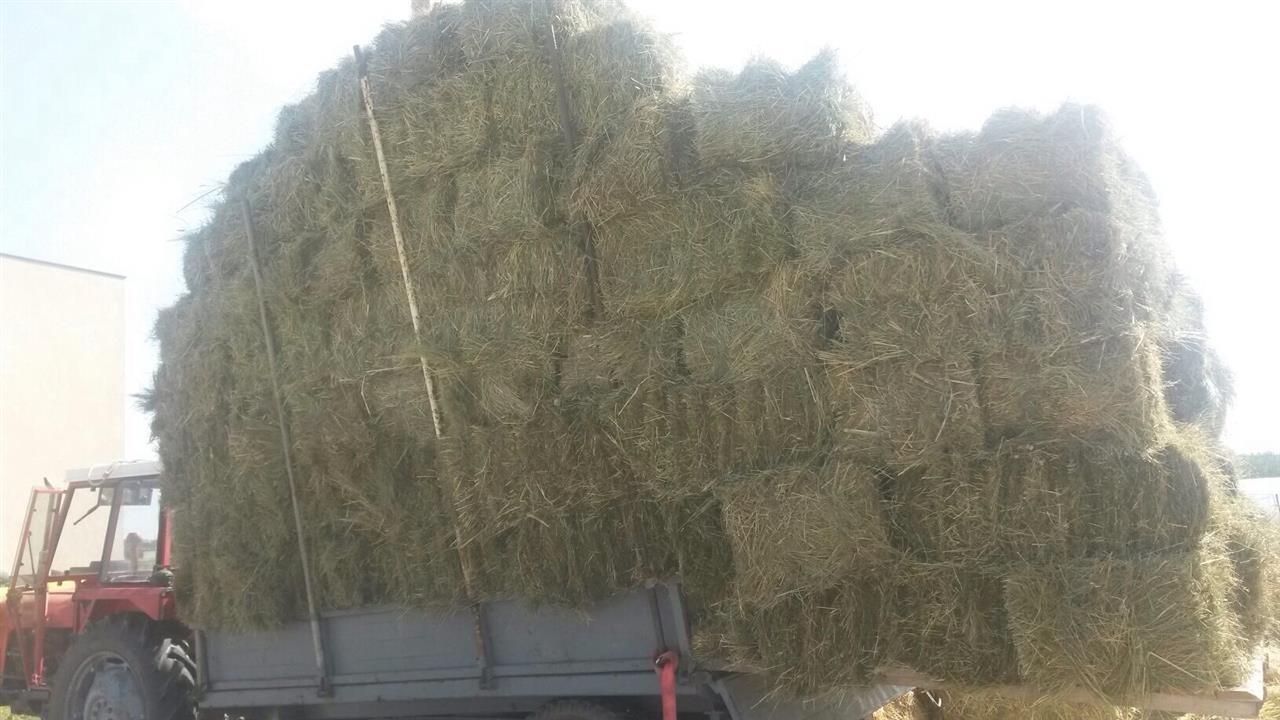 Ushit