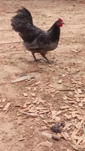 australop hint