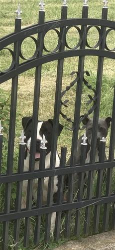Pitbull