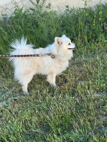 Minispitz gjerman mashkull