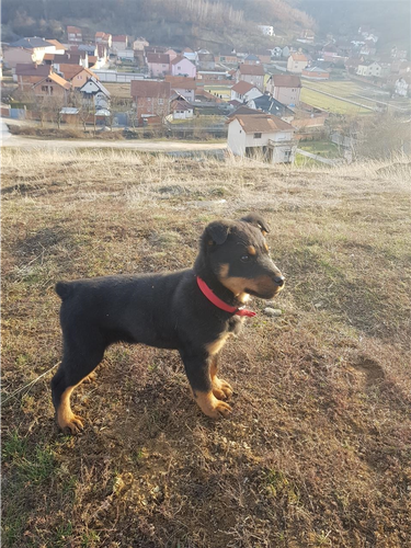 Rotwailler 