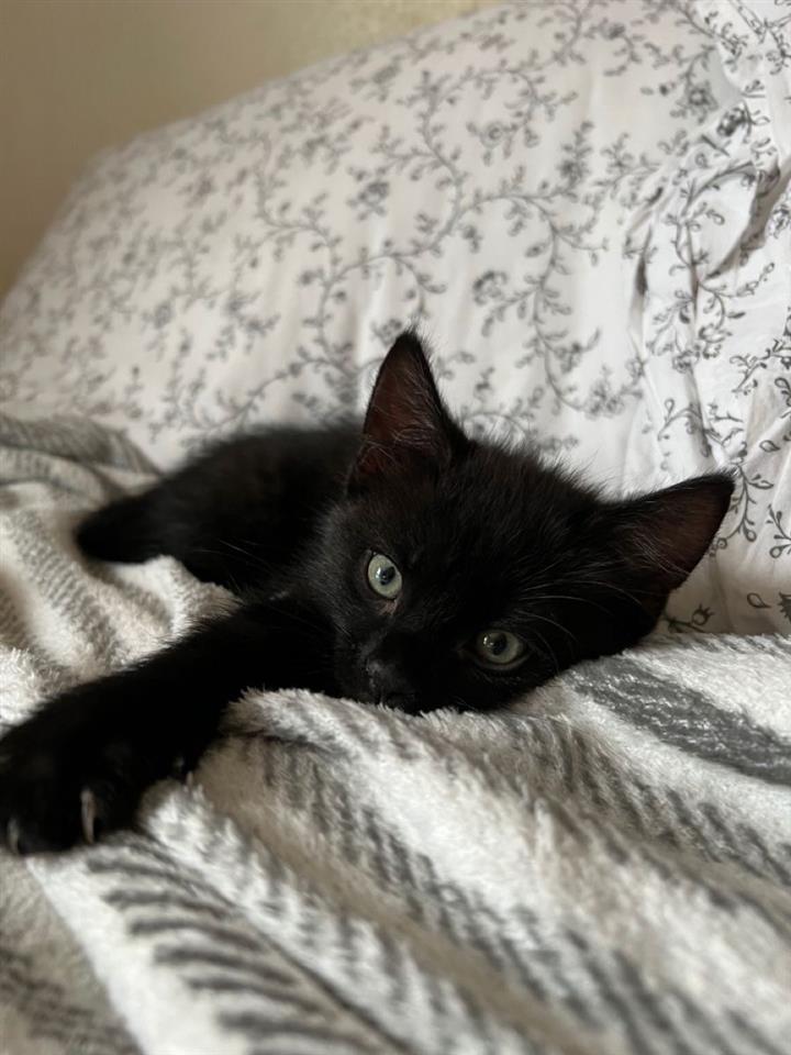 SIAMEZE-X-BLACK-cat-