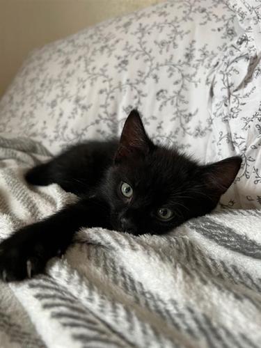 SIAMEZE X BLACK cat.