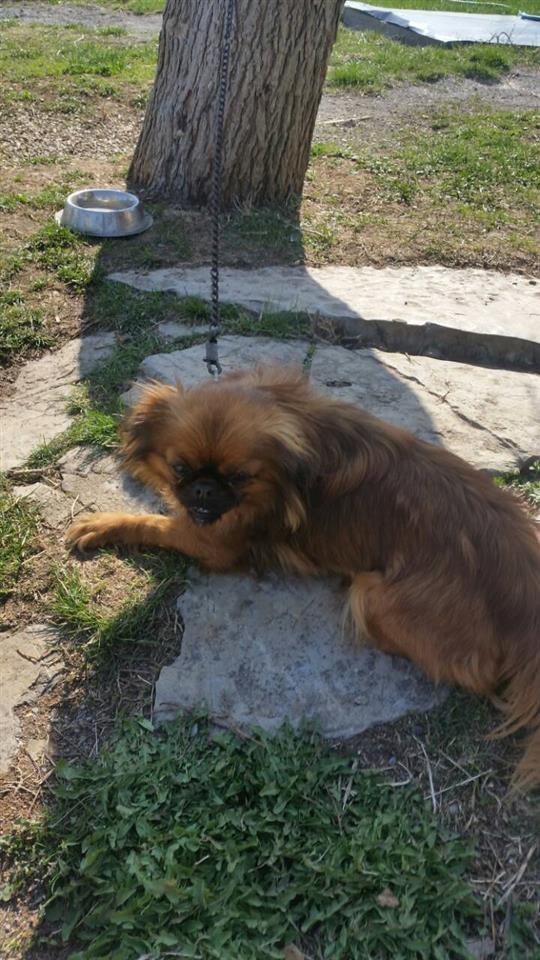 Pekinizer