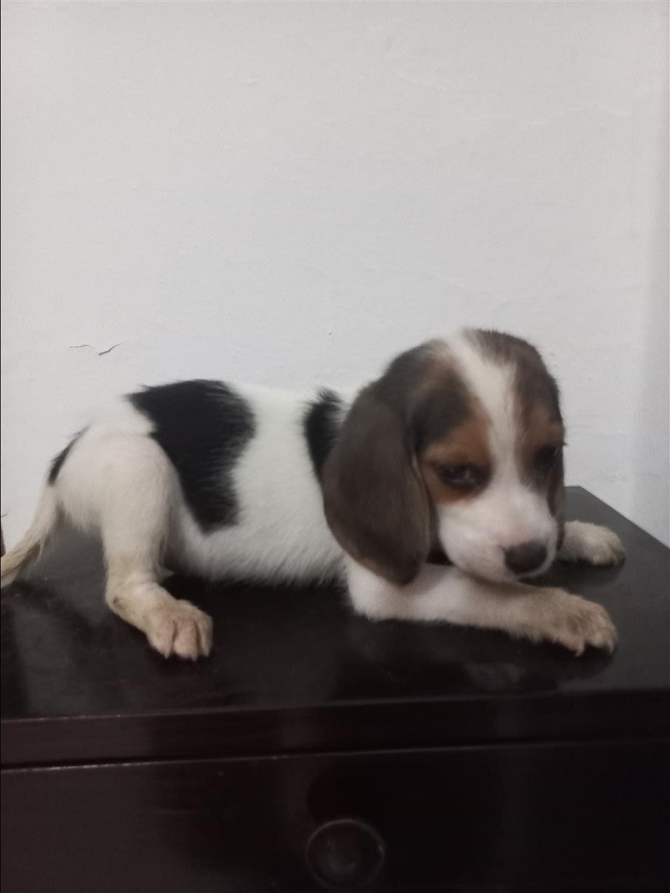 Beagle