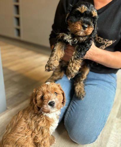 Këlyshët-e-bukur-Cavapoo