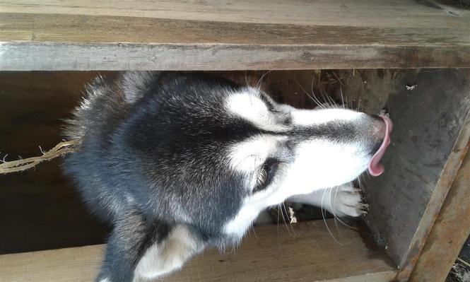 Hasky