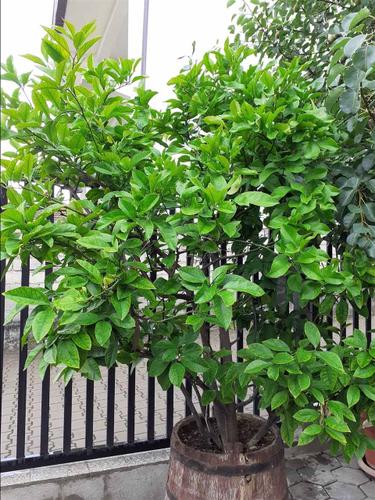 Limon