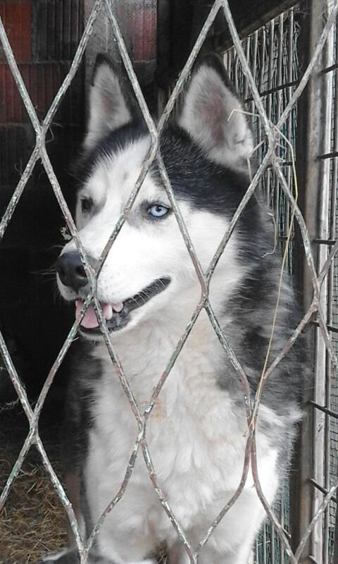 Haski-