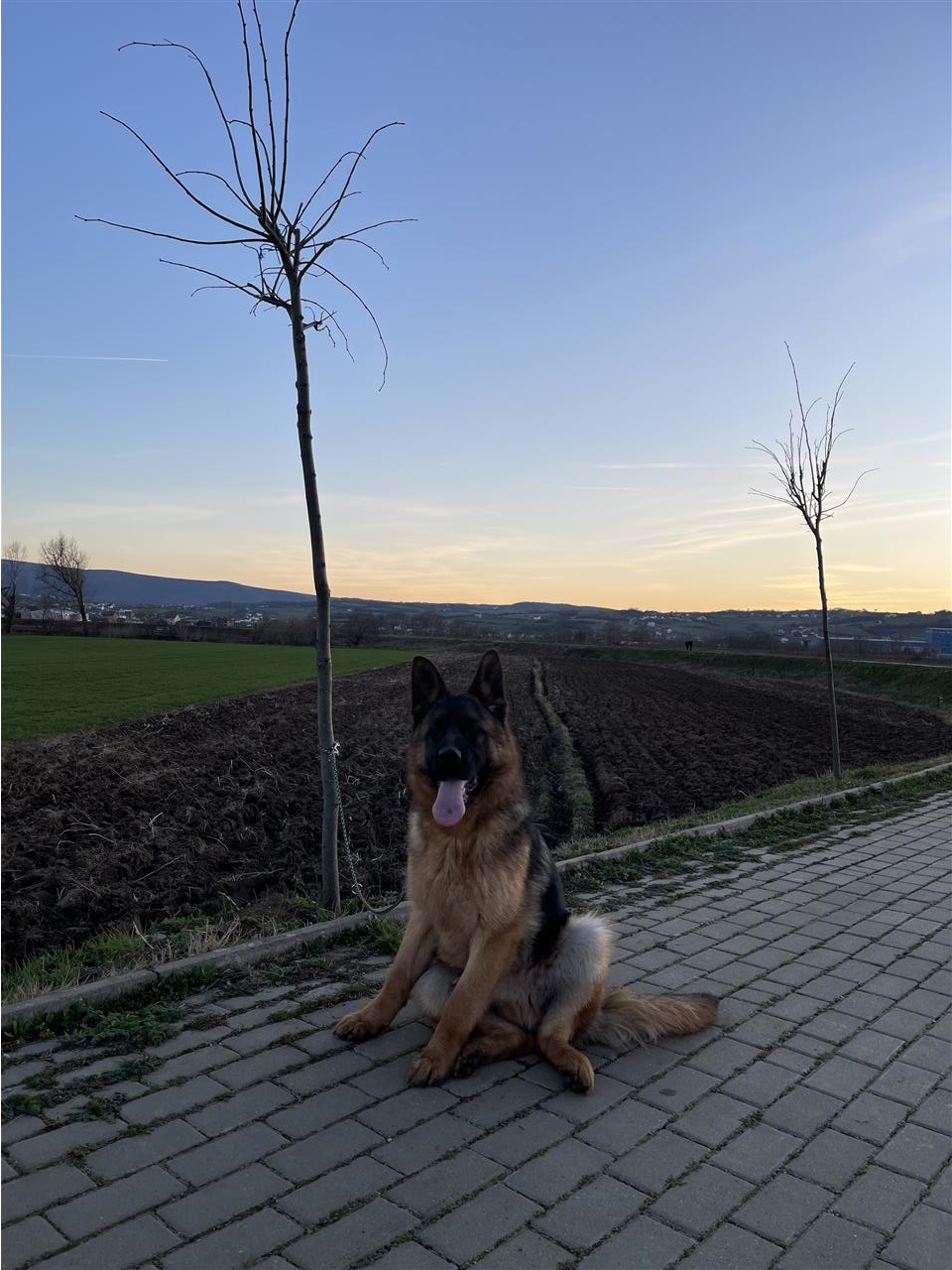 German-Shepherd