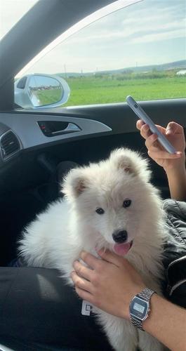 Samoyed