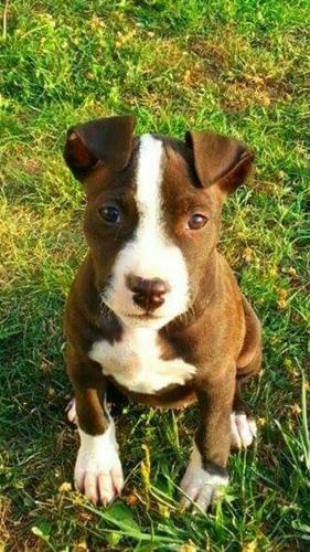 Pitbull