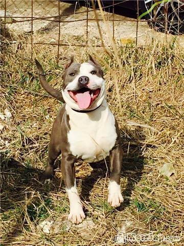 Pitbull
