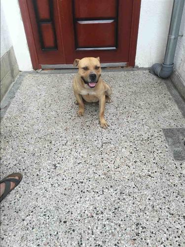 Pitbull