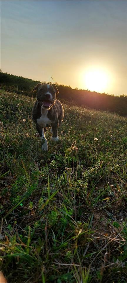 Pitbull