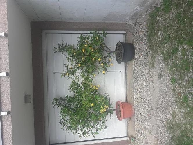 Limona