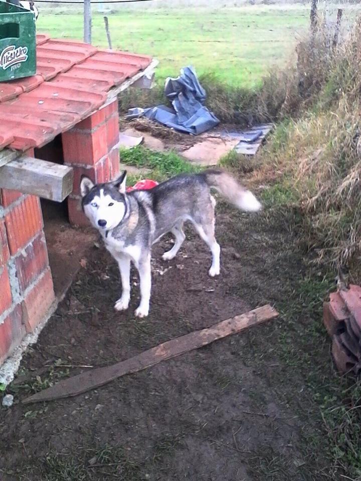 Hasky